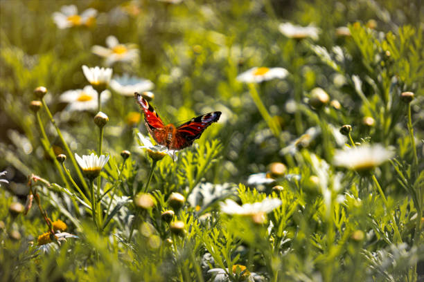 Peacock butterfly in sunny autumn garden