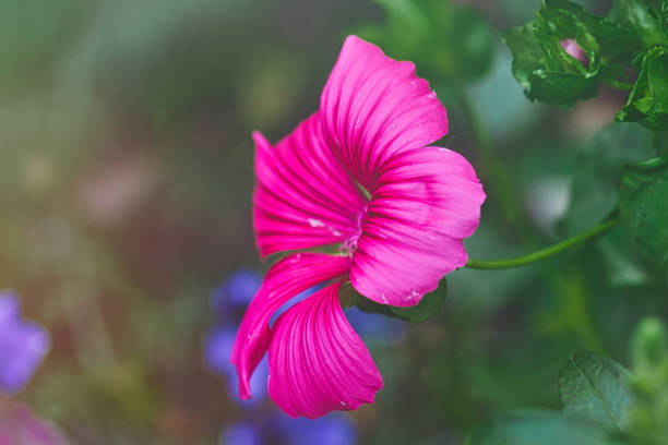 A close-up view of a vibrant pink flower with delicate, wavy petals. The background features green foliage and hints of blue flowers, creating a colorful garden scene.