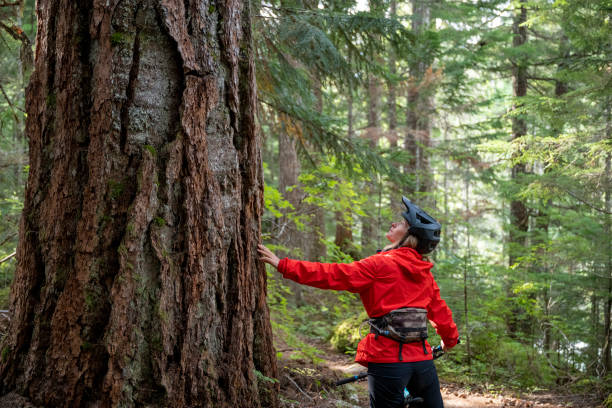 istock Female mountain biker rides through old growth forest 2173586201