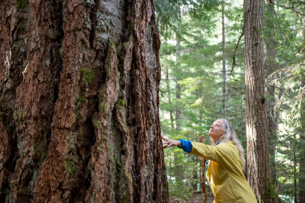 istock Mature woman walks through old growth forest 2173587233