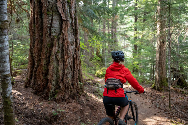istock Female mountain biker rides through old growth forest 2173587239