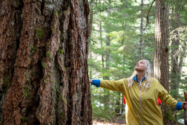 istock Mature woman walks through old growth forest 2173587601