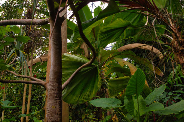 tropical botanic garden with tropical banana leaf and other. Green exotic plants and trees