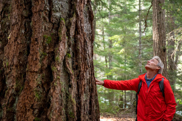 istock Mature man walks through old growth forest 2173587639