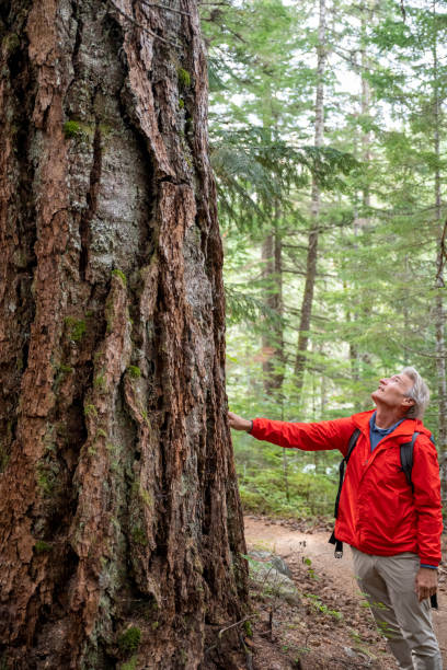 istock Mature man walks through old growth forest 2173587892