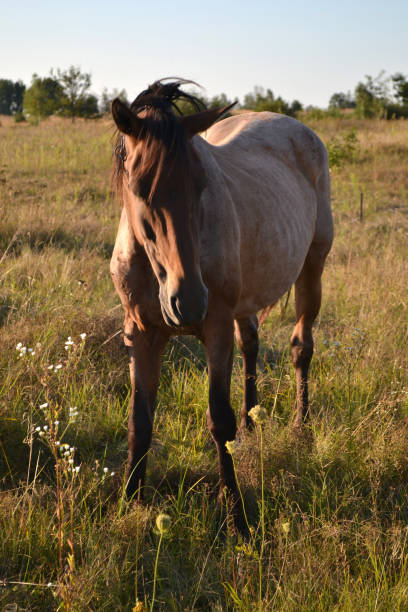 istock Horse at sunset in a field, rear view 2173590140