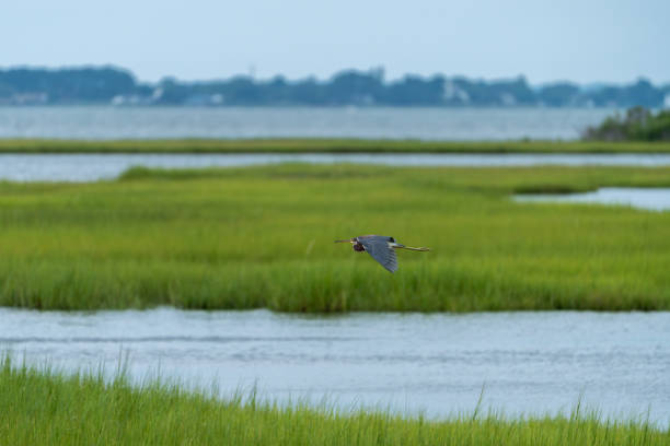 Tri-colored heron flying over green grassy marshlands on Assateague island.