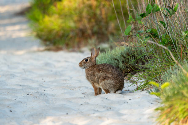 istock Wild rabbit crossing a sand dune on Assateague island 2173590260
