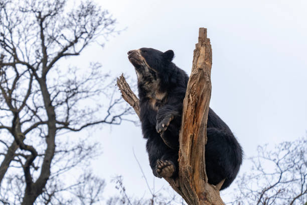 istock Spectacled bear (Tremarctos ornatus) on top of a tree 2173593846