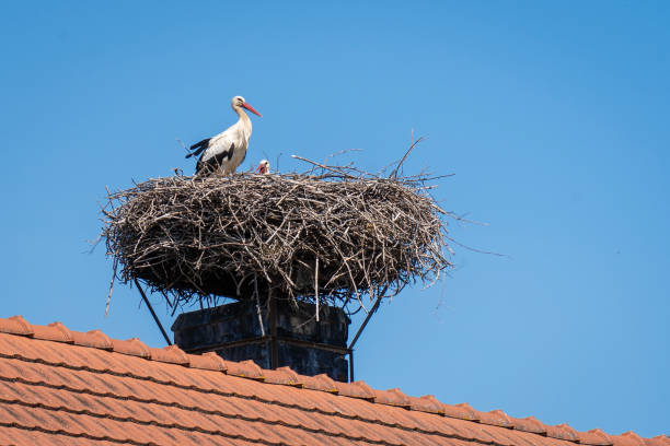 istock White storks (Ciconia ciconia) in a nest built on a roof under a blue sky 2173593912
