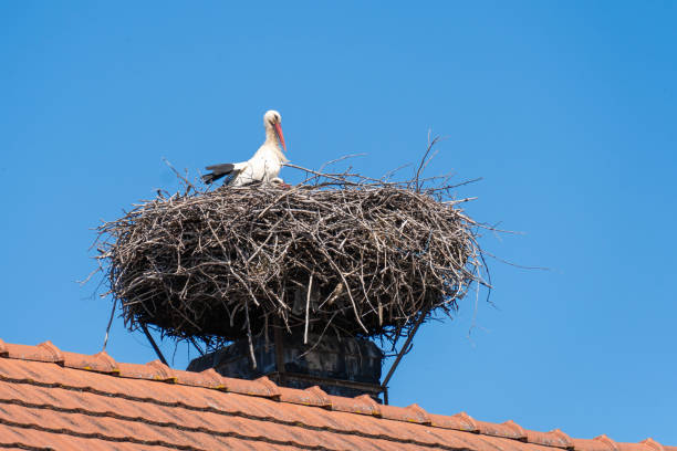 istock White storks (Ciconia ciconia) in a nest built on a roof under a blue sky 2173593915