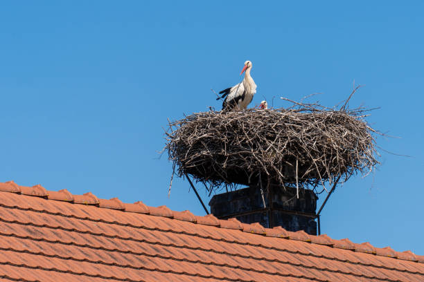 istock White storks (Ciconia ciconia) in a nest built on a roof under a blue sky 2173593919