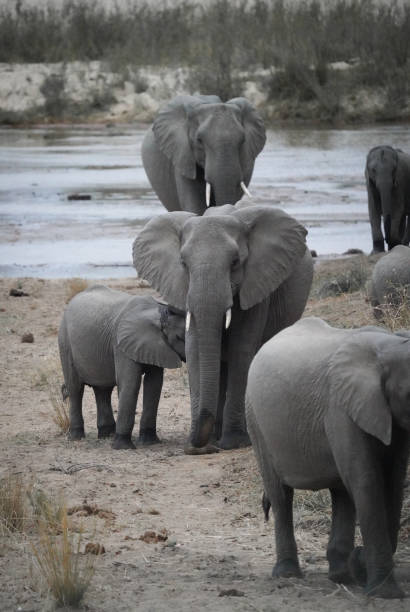 African elephant herd near the river
