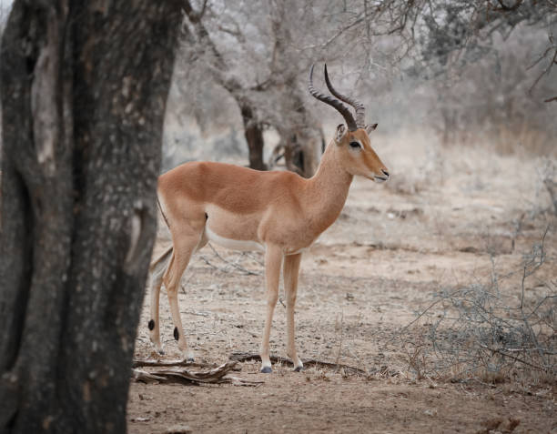 istock African impala in the forest 2173595555