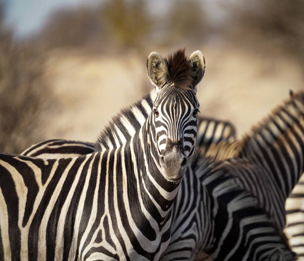 istock Zebra standing in the savanna 2173595668