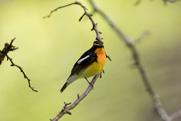 istock Male Narcissus Flycatcher in the forest. 2173596593
