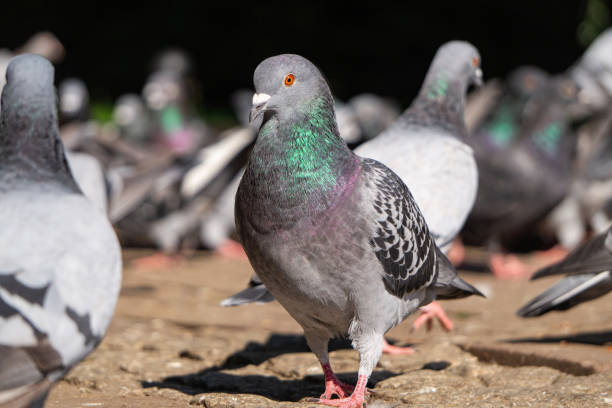 istock Feeding pigeons on the street 2173597387