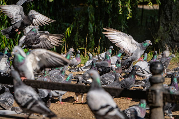 istock Feeding pigeons on the street 2173597391