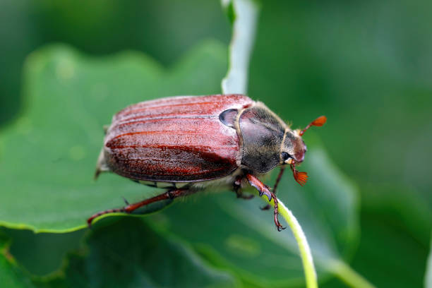 istock Adult cockchafer Melolontha melolontha or may bug on a leaf. 2173598494