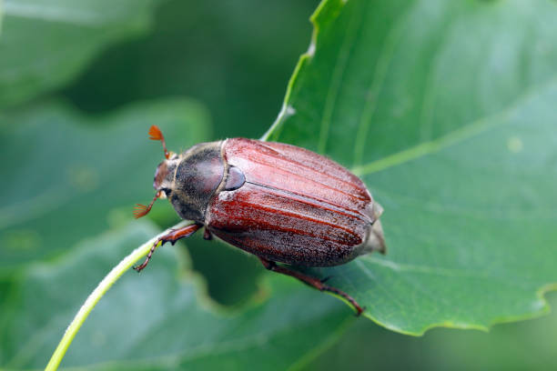 istock Adult cockchafer Melolontha melolontha or may bug on a leaf. 2173598496