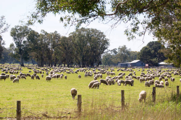 istock Dogs and sheep farm. 2173600427