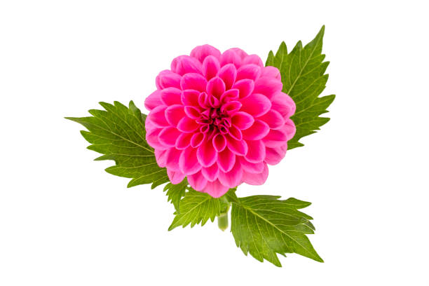 istock Dahlia flower isolated on white background. 2173601356