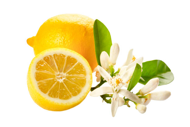 istock Lemon and lemon blossom on a white background 2173601479