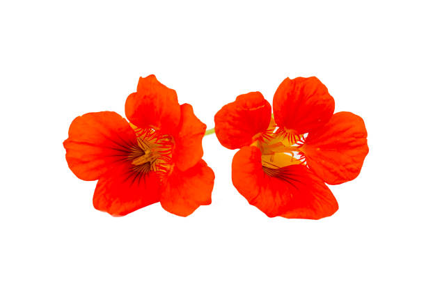istock Tropaeolum majus flower on the white background 2173603609