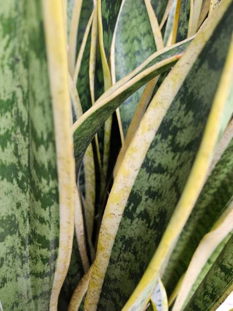istock Close-up Of Multiple Variegated Sansevieria Plant Leaves (Snake Plant) 2173605164
