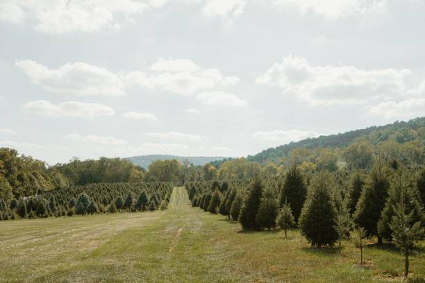istock Christmas Tree Farm with Red Truck 2173606311