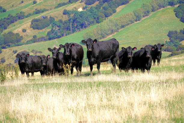 istock New Zealand South Island 2173606331