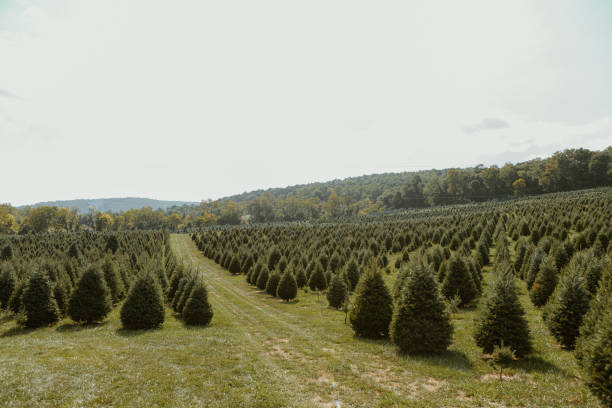Christmas Tree Farm with Red Truck