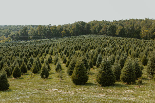 istock Christmas Tree Farm with Red Truck 2173606385