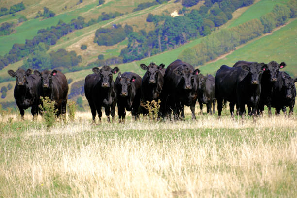 istock New Zealand South Island 2173606533
