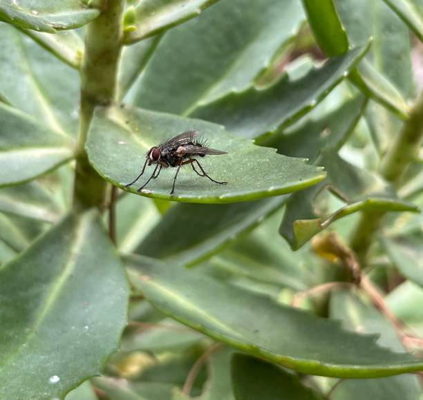 istock Muscid Fly Phaonia nigricans 2173607139