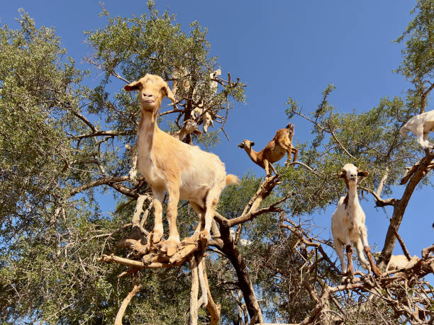istock IMG_7369 Goats in a tree 2173615391