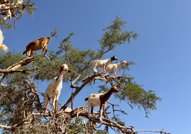 istock IMG_7370 Goats in argan tree 2173615393