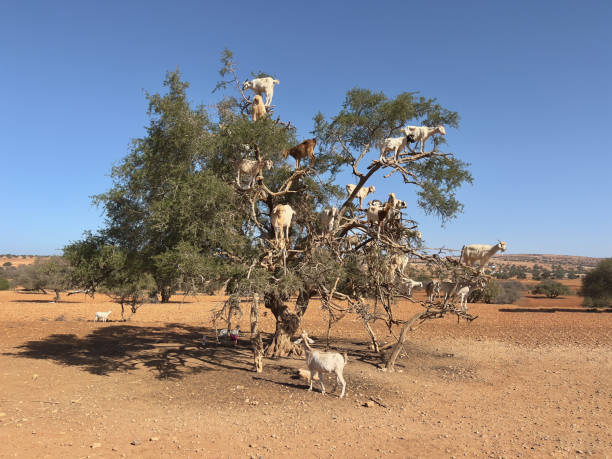istock IMG_7371 Goats in an argan tree 2173615394