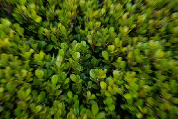 Motion photography of green plant filling frame as background