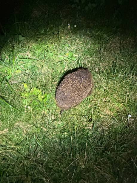 istock A hedgehog on green grass of a meadow 2173618485