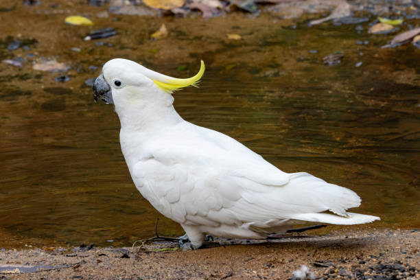 istock Sulphur-crested Cockatoo 2173619031