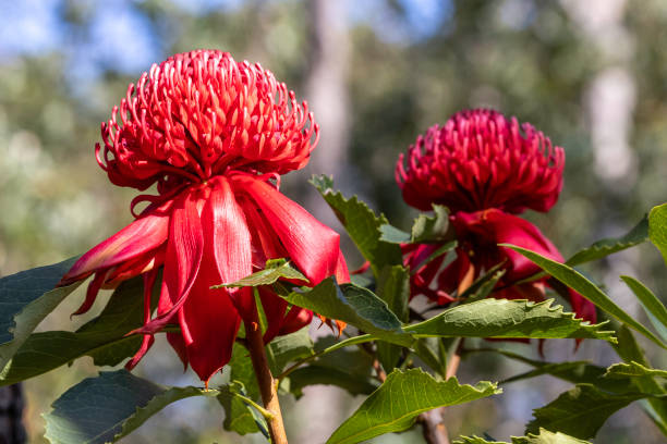 istock New South Wales Waratah 2173619033