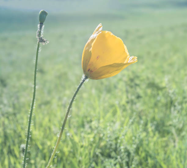 Wild flowers on the grassland.