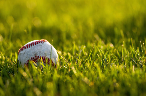 A baseball sitting in the green grass with the evening sunset shining its rays onto it