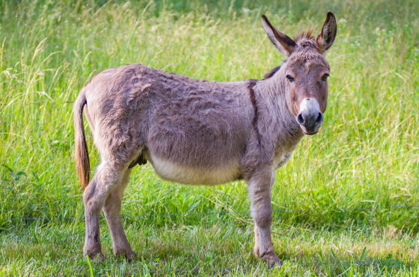 A side profile shot of a brown donkey