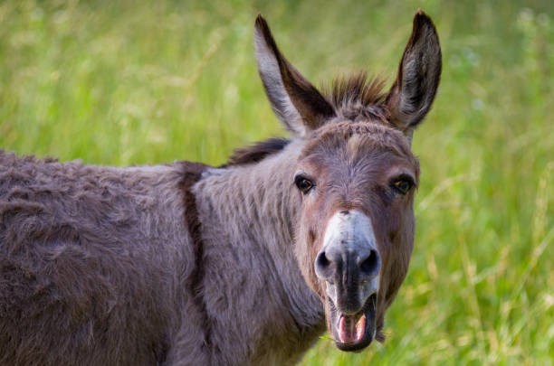 A close up of a brown donkey with its mouth open as it makes noises with a green grassy background