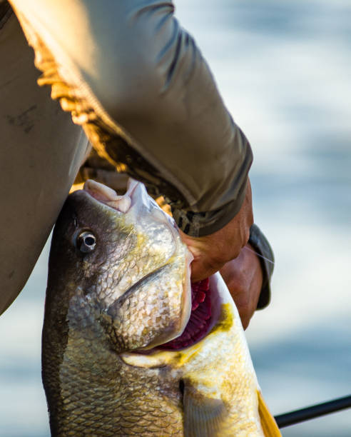 istock A close up of a giant fish 2173624782