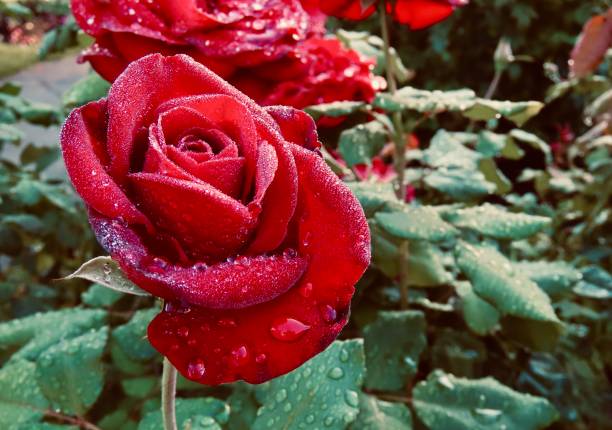 colorful rose with morning dew