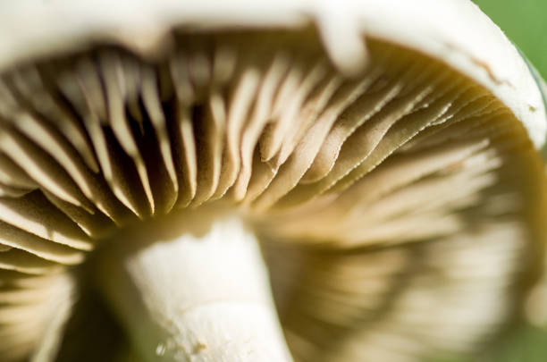 A macro of mushroom gills