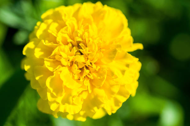 A close up of a yellow marigold with a blurred green background